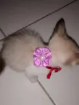 Kiara