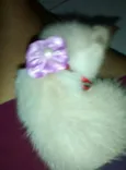Kiara