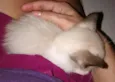 Kiara
