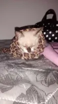 Kiara