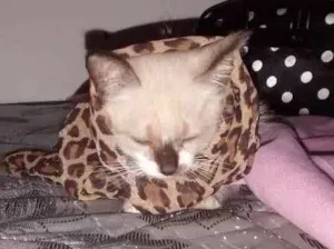 Gato raça Srd idade Abaixo de 2 meses nome Kiara