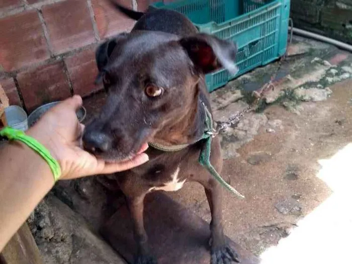 Cachorro ra a Vira lata idade 4 anos nome Nega 