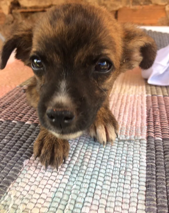 Cachorro raça Vira lata  idade 2 a 6 meses nome Xuxa e chocotone 