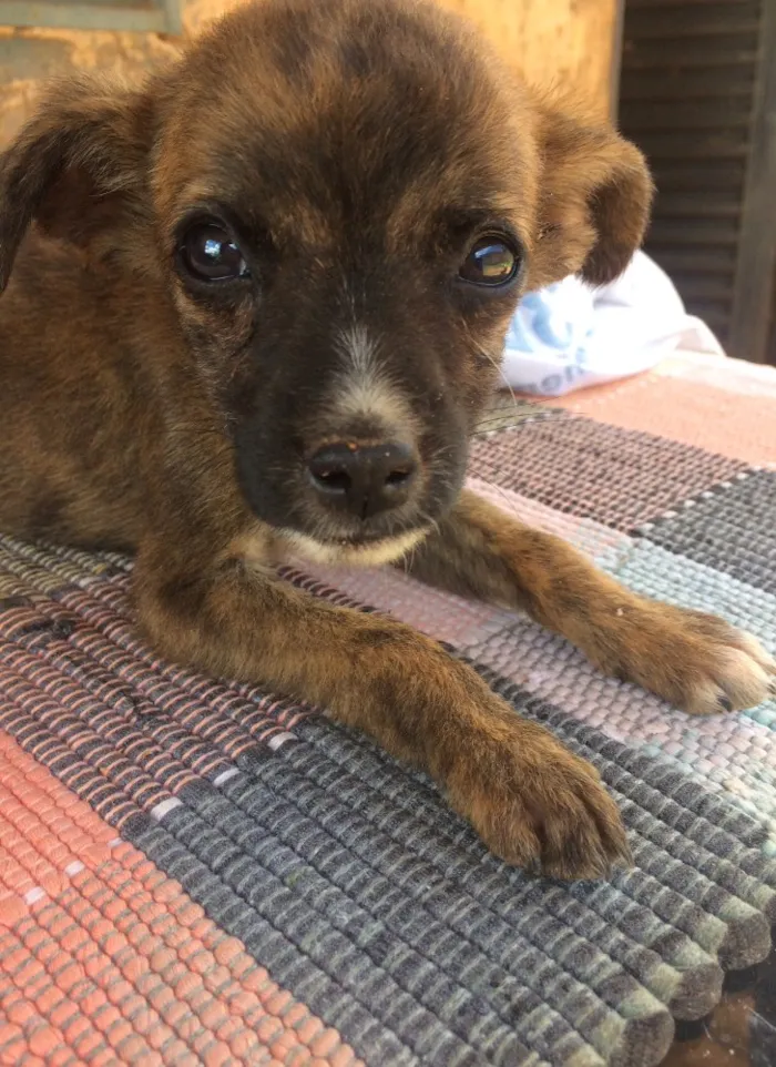 Cachorro raça Vira lata  idade 2 a 6 meses nome Xuxa e chocotone 