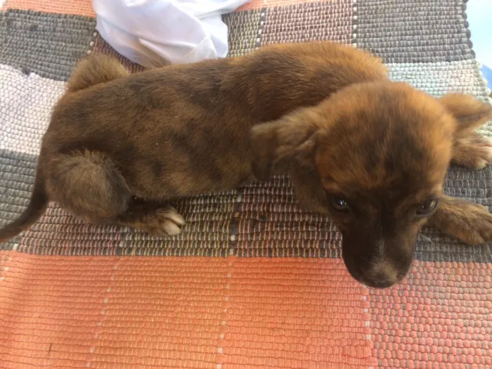 Cachorro raça Vira lata  idade 2 a 6 meses nome Xuxa e chocotone 