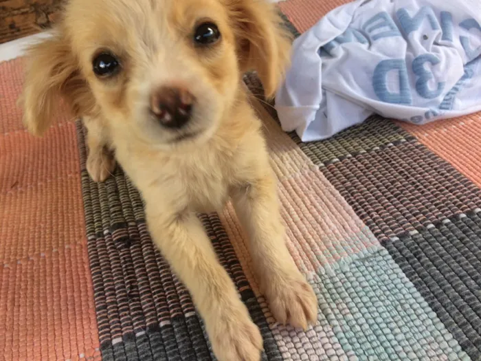 Cachorro raça Vira lata  idade 2 a 6 meses nome Xuxa e chocotone 