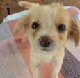 Xuxa e chocotone 