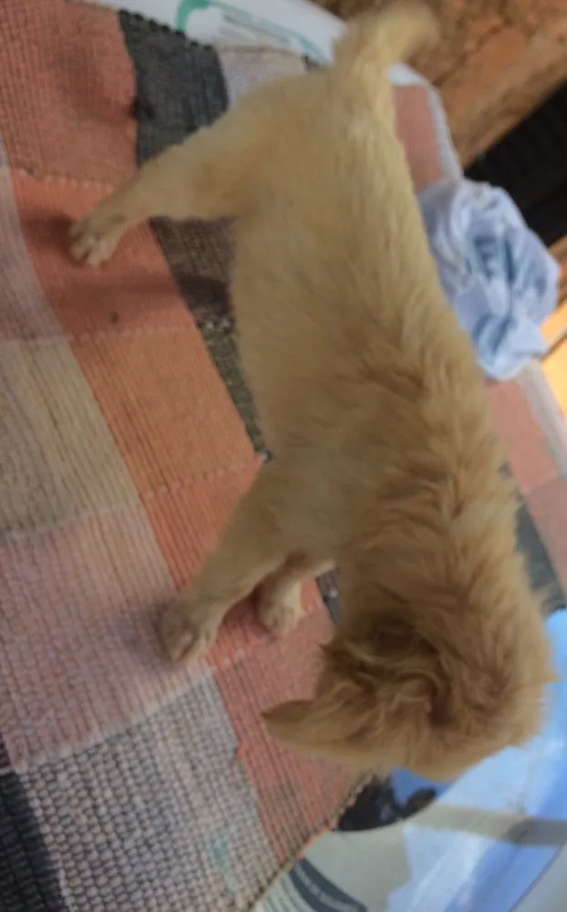 Cachorro raça Vira lata  idade 2 a 6 meses nome Xuxa e chocotone 