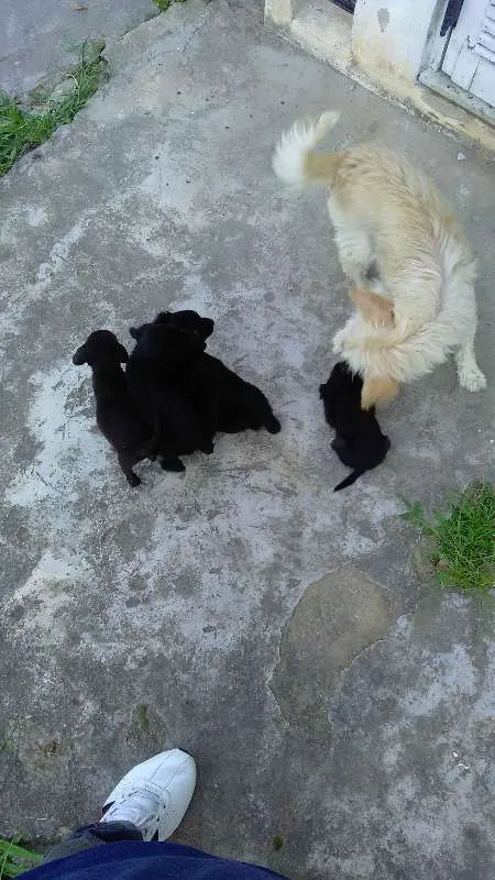 Cachorro ra a vira lata idade 2 a 6 meses nome Sem nome