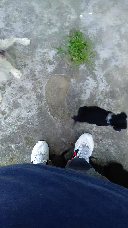 Cachorro ra a vira lata idade 2 a 6 meses nome Sem nome