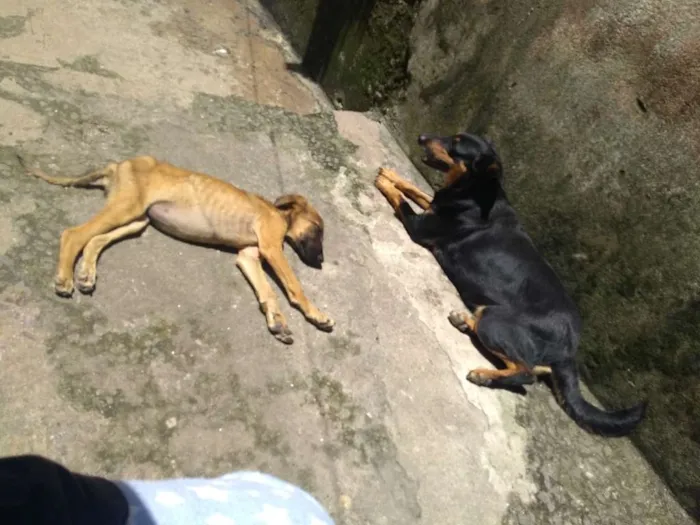 Cachorro ra a Viralatas  idade 2 anos nome Mel e Eva