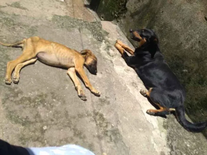 Cachorro ra a Viralatas  idade 2 anos nome Mel e Eva