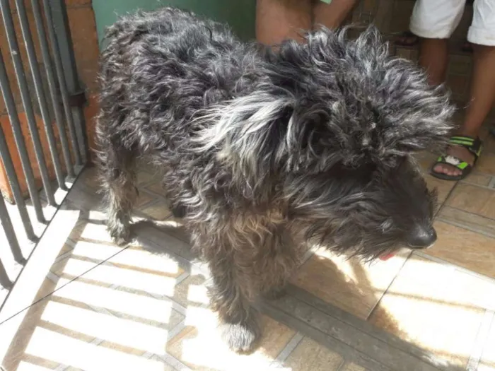 Cachorro ra a Poodle idade 1 ano nome Scooby