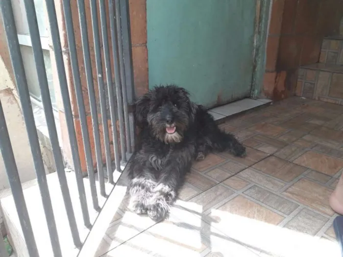Cachorro ra a Poodle idade 1 ano nome Scooby