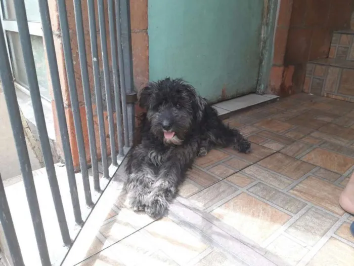 Cachorro ra a Poodle idade 1 ano nome Scooby
