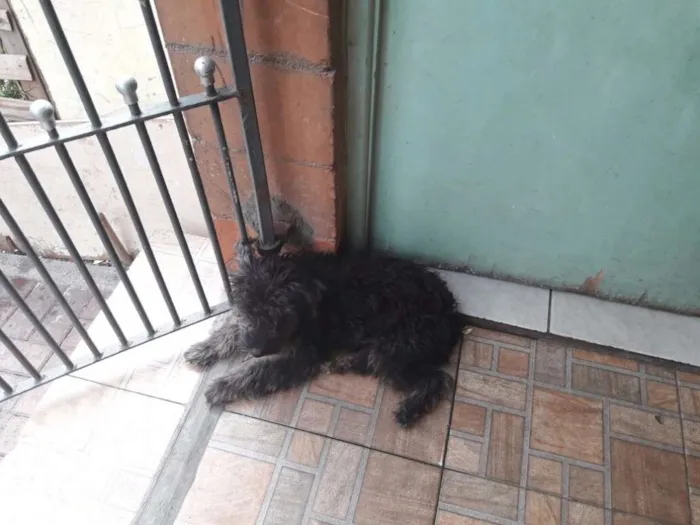Cachorro ra a Poodle idade 1 ano nome Scooby
