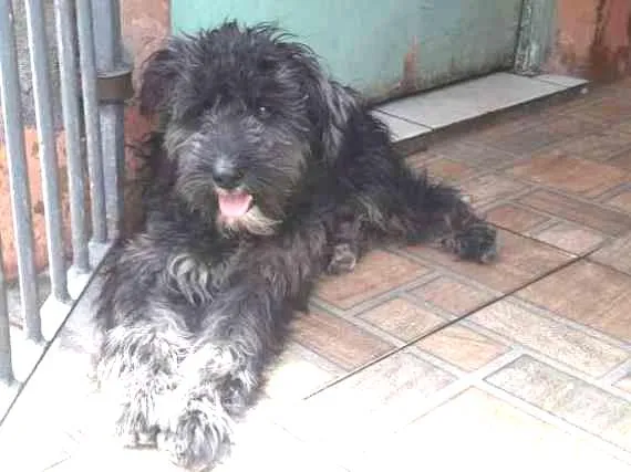 Cachorro ra a Poodle idade 1 ano nome Scooby