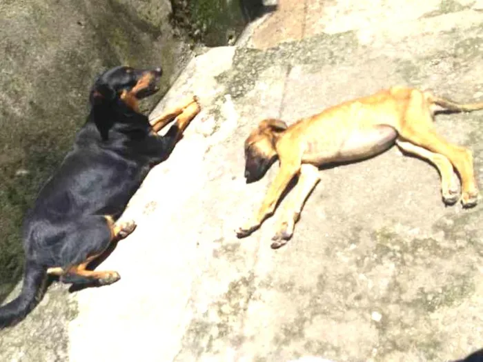 Cachorro ra a Viralatas  idade 2 anos nome Mel e Eva