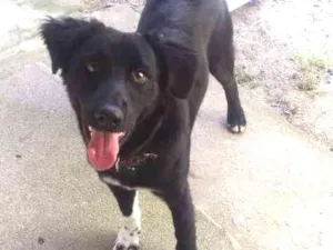 Cachorro raça Vira Lata idade 2 a 6 meses nome Chuck