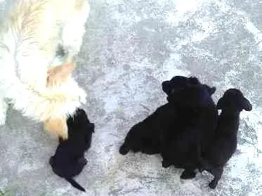 Cachorro ra a vira lata idade 2 a 6 meses nome Sem nome