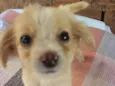 Xuxa e chocotone 