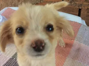 Cachorro raça Vira lata  idade 2 a 6 meses nome Xuxa e chocotone 