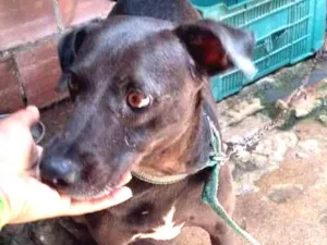 Cachorro raça Vira lata idade 4 anos nome Nega 