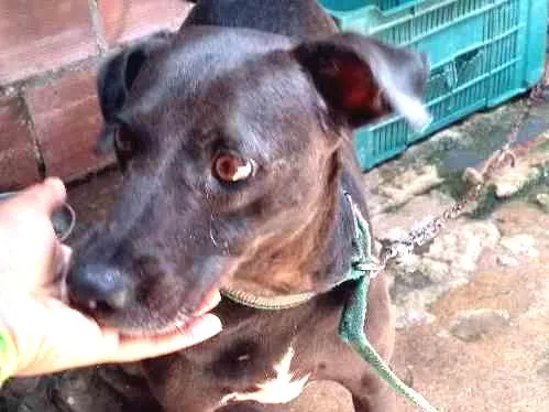 Cachorro ra a Vira lata idade 4 anos nome Nega 