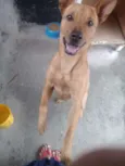 Cachorro raça Vira lata com pitbull idade 1 ano nome Maloquinha