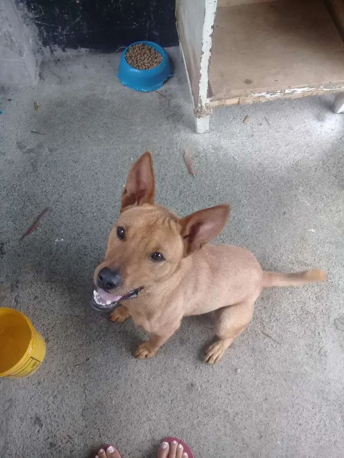 Cachorro raça Vira lata com pitbull idade 1 ano nome Maloquinha