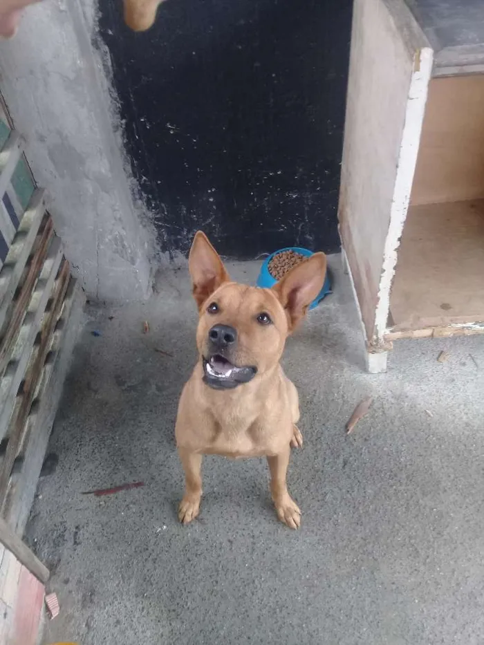 Cachorro raça Vira lata com pitbull idade 1 ano nome Maloquinha