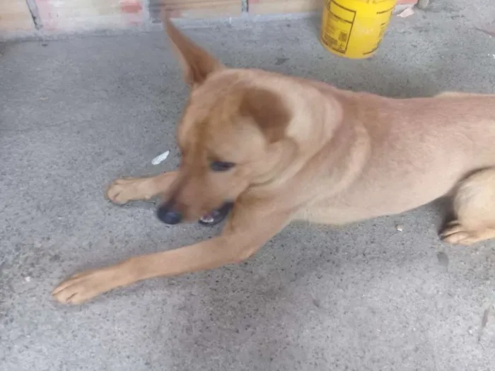 Cachorro raça Vira lata com pitbull idade 1 ano nome Maloquinha
