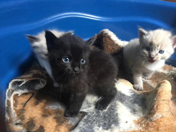Gato ra a Vira- lata  idade Abaixo de 2 meses nome Não tem nome 