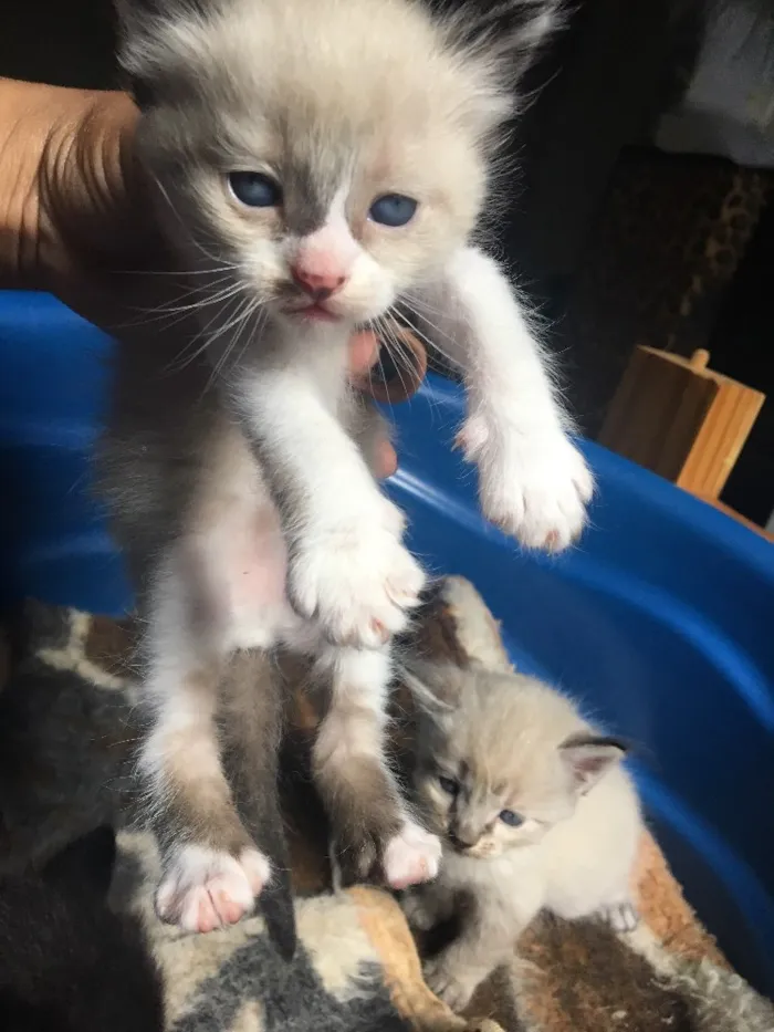 Gato ra a Vira- lata  idade Abaixo de 2 meses nome Não tem nome 