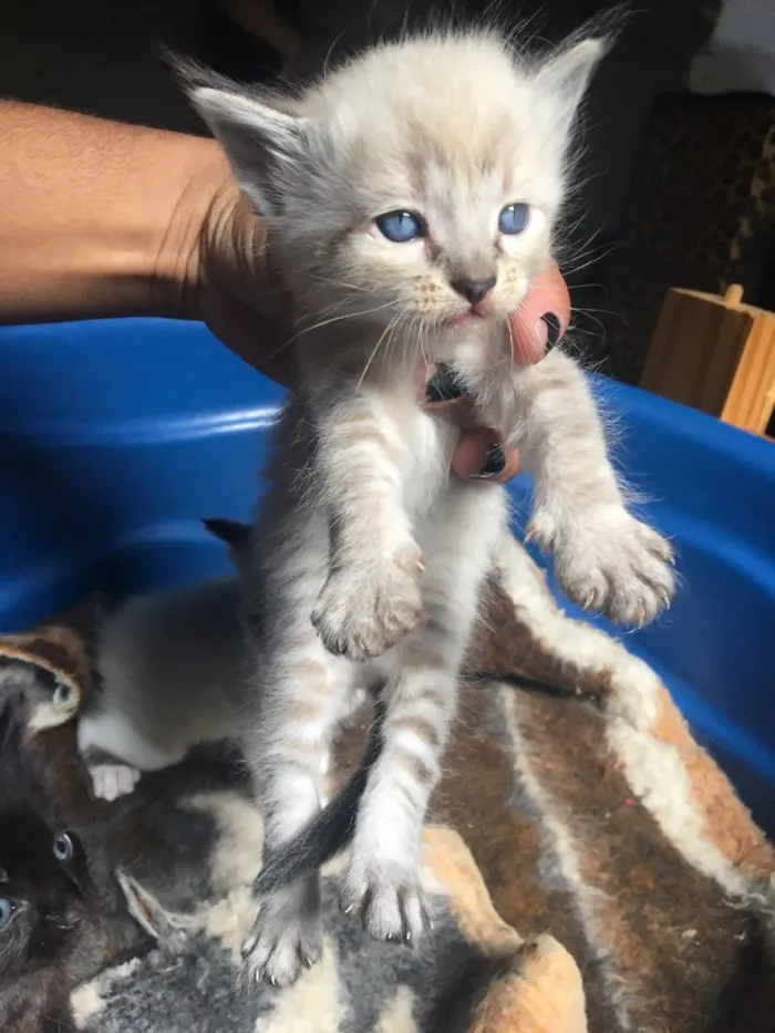 Gato ra a Vira- lata  idade Abaixo de 2 meses nome Não tem nome 