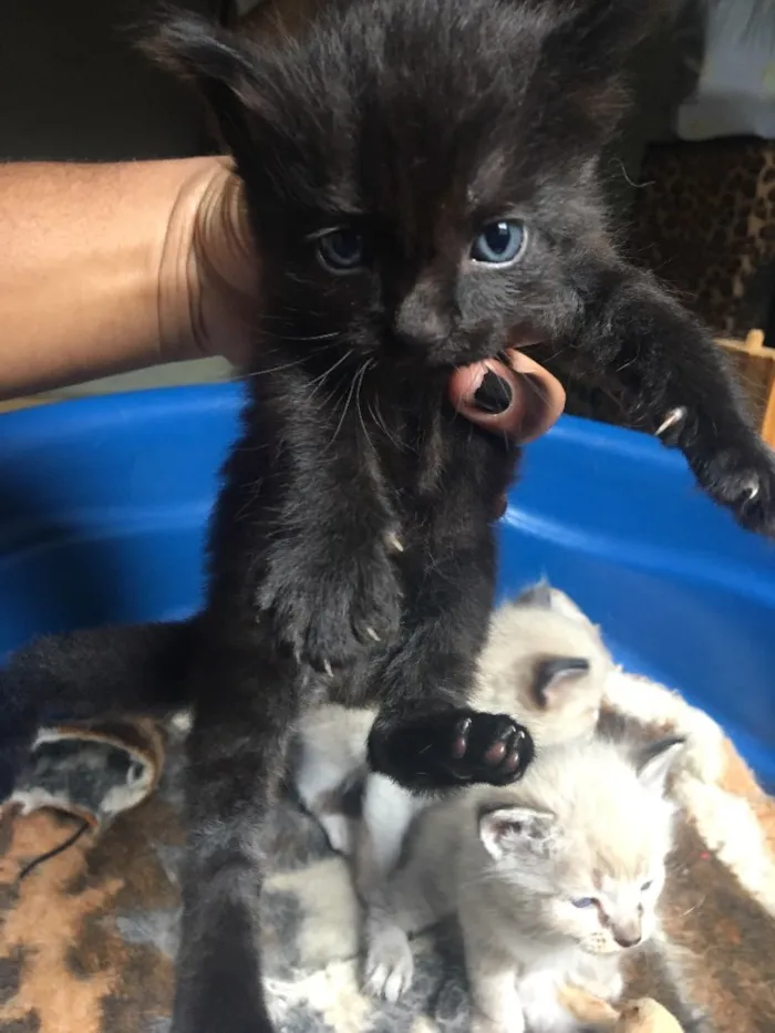 Gato ra a Vira- lata  idade Abaixo de 2 meses nome Não tem nome 
