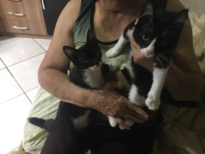 Gato ra a Vira- lata  idade Abaixo de 2 meses nome Não tem nome 
