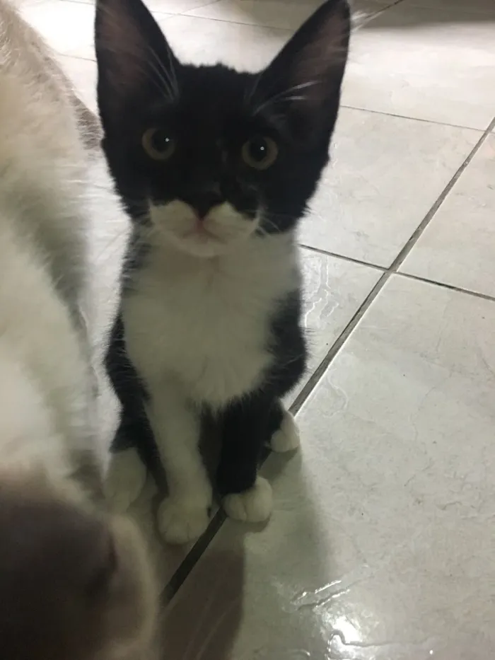 Gato ra a Vira- lata  idade Abaixo de 2 meses nome Não tem nome 