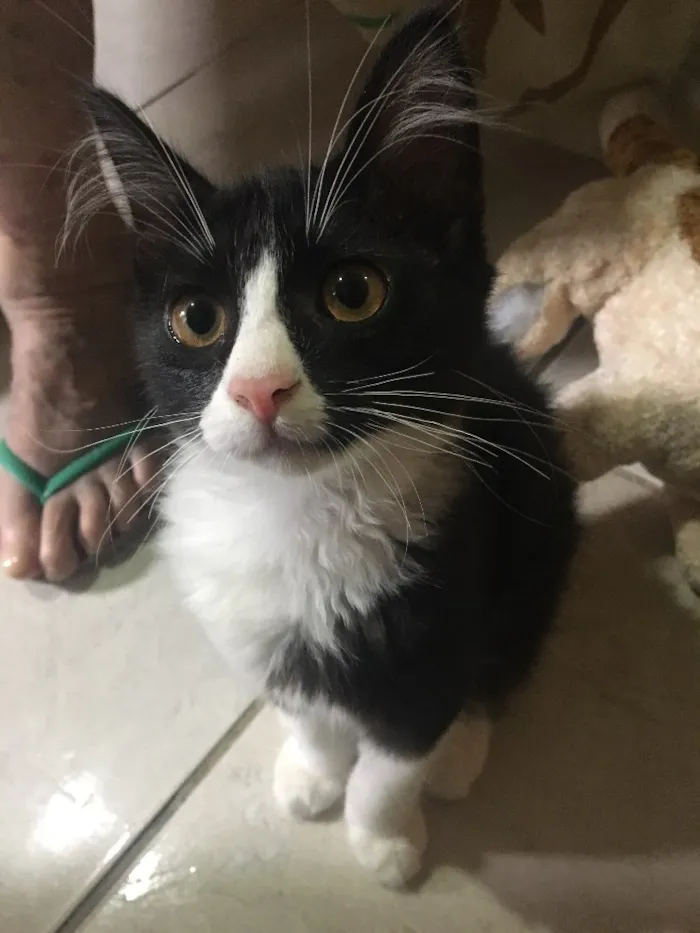 Gato ra a Vira- lata  idade Abaixo de 2 meses nome Não tem nome 