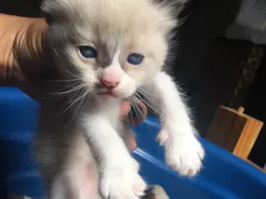 Gato raça Vira- lata  idade Abaixo de 2 meses nome Não tem nome 