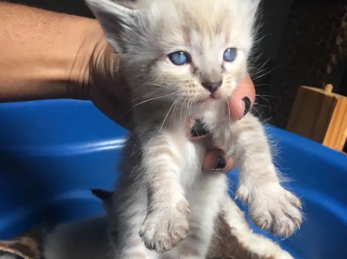 Gato ra a Vira- lata  idade Abaixo de 2 meses nome Não tem nome 