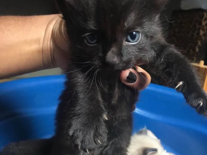 Gato ra a Vira- lata  idade Abaixo de 2 meses nome Não tem nome 