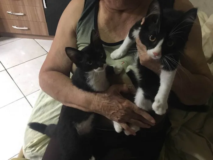Gato ra a Vira- lata  idade Abaixo de 2 meses nome Não tem nome 
