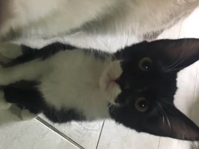 Gato ra a Vira- lata  idade Abaixo de 2 meses nome Não tem nome 