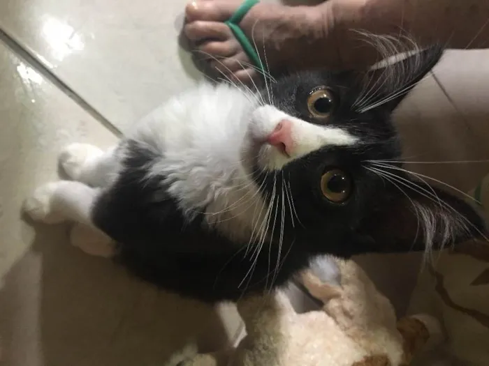 Gato ra a Vira- lata  idade Abaixo de 2 meses nome Não tem nome 