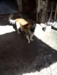 Bolinha