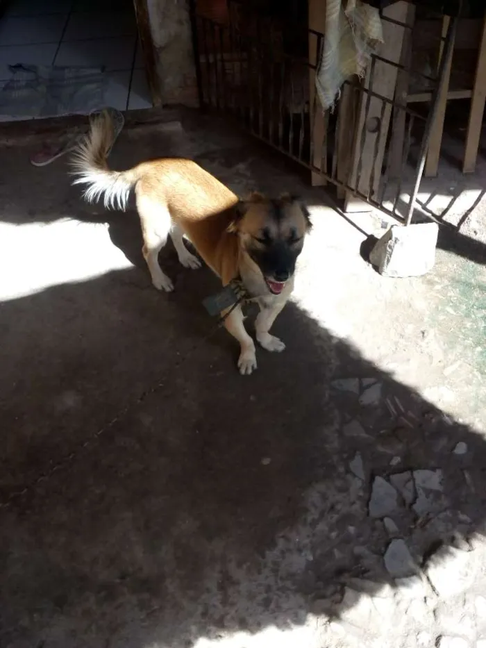 Cachorro ra a Misturado idade 1 ano nome Bolinha