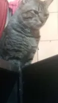 Elfo
