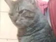 Elfo
