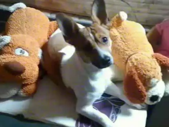 Cachorro ra a Vira Lata idade 1 ano nome Thutty